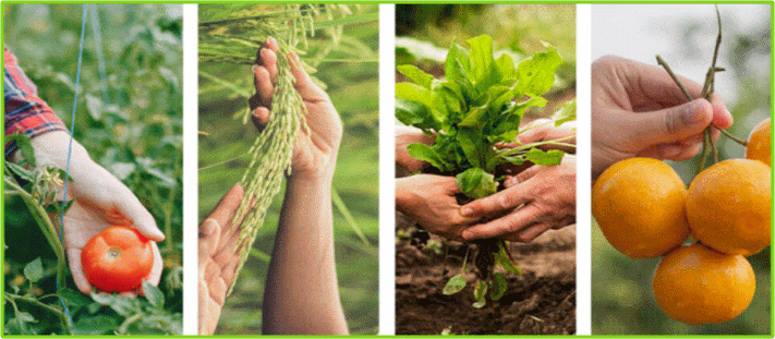 organic farming